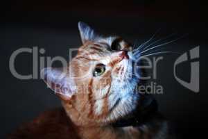Ginger Cat Portrait