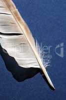 Feather On Blue