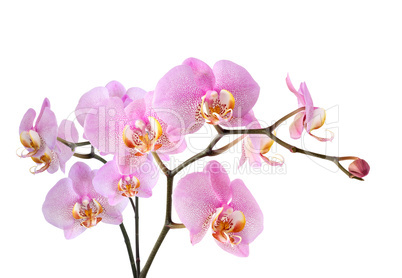 Purple Orchid On White