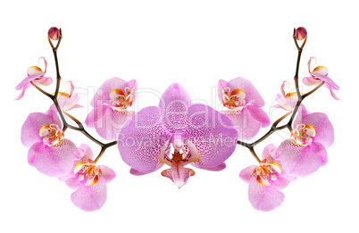 Purple Orchid Vignette