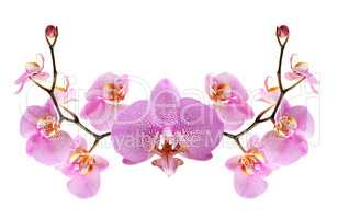 Purple Orchid Vignette