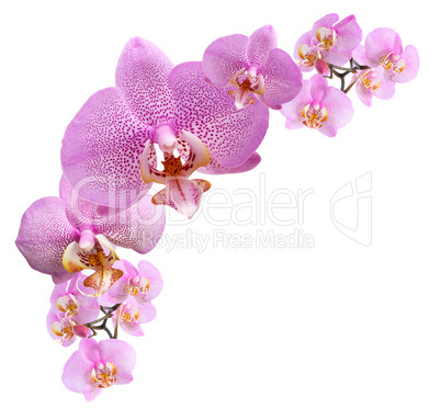 Purple Orchid Vignette