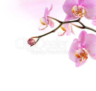 Purple Orchid Vignette