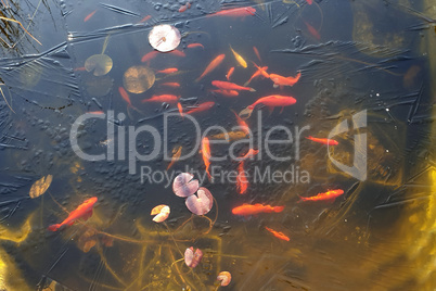 Goldfish under thin ice in a frozen pond