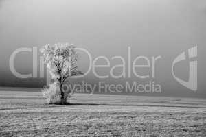 Winter landscape with trees covered with hoarfrost