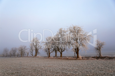 Winter landscape with trees covered with hoarfrost