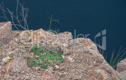 Snake on Radon Lake in Migiya, Ukraine
