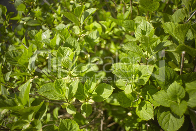 Texture of new leaves at spring
