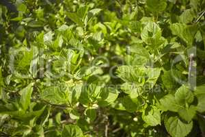 Texture of new leaves at spring