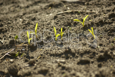 Sprouts of corn in agriculture #2
