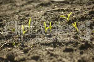 Sprouts of corn in agriculture #2