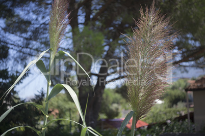 Pamapas Grass in Sicily