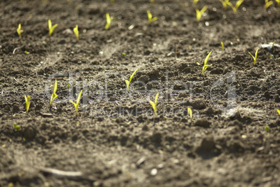 Sprouts of corn in agriculture #3