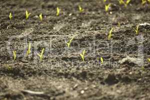 Sprouts of corn in agriculture #3