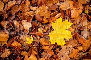 maple leaf in autumnal colors on a forest floor