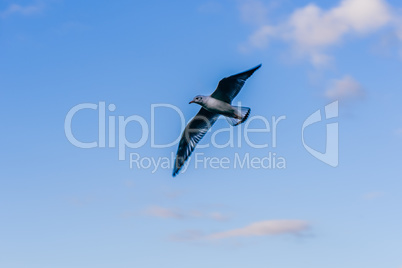 Seagull in flight