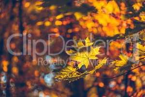 Yellow maple foliage