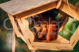 Squirrel eats nuts in the feeder.