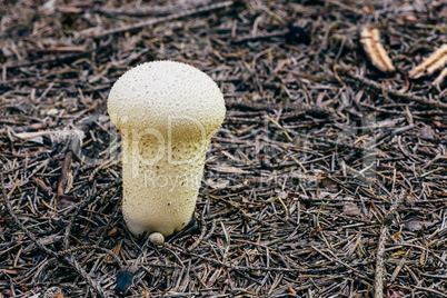 Young puffball mushroom