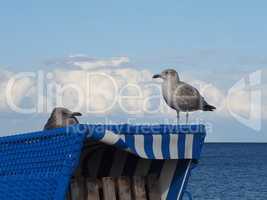 Moewen auf dem Strandkorb