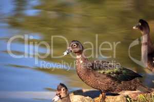 Juvenile Muscovy duck Cairina moschata flock