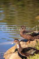 Juvenile Muscovy duck Cairina moschata flock
