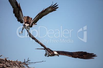 Two ospreys Pandion haliaetus do battle over a nest