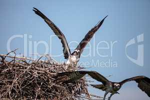 Two ospreys Pandion haliaetus do battle over a nest