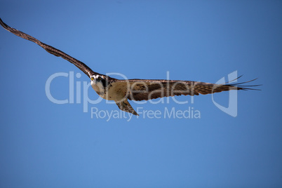 Flying osprey Pandion haliaetus on Marco Island