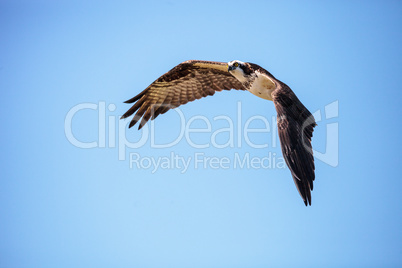 Flying osprey Pandion haliaetus on Marco Island Flying osprey Pandion haliaetus on Marco Island