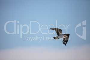 Flying osprey Pandion haliaetus on Marco Island