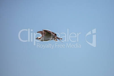 Flying osprey Pandion haliaetus on Marco Island