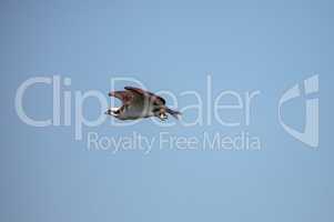 Flying osprey Pandion haliaetus on Marco Island