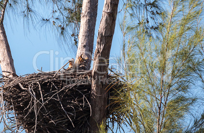Great Horned owl Bubo virginianus nests
