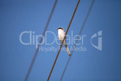 Loggerhead shrike bird Lanius ludovicianus perches on a telephon