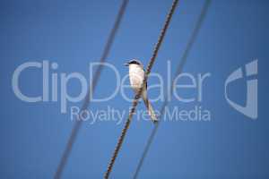 Loggerhead shrike bird Lanius ludovicianus perches on a telephon