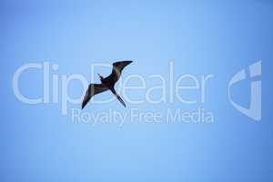Male magnificent frigatebird Fregata magnificens bird in flight