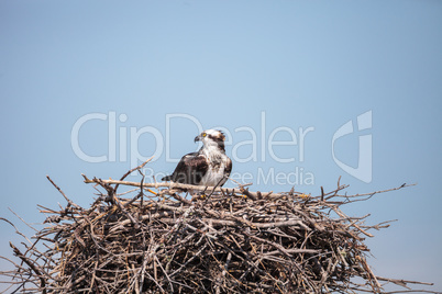 Female osprey Pandion haliaetus perches on a nest