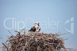 Female osprey Pandion haliaetus perches on a nest