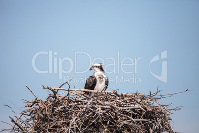 Female osprey Pandion haliaetus perches on a nest