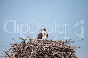 Female osprey Pandion haliaetus perches on a nest