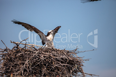 Female osprey Pandion haliaetus perches on a nest