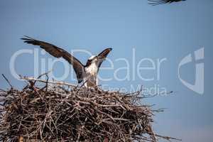 Female osprey Pandion haliaetus perches on a nest