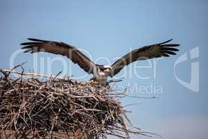 Female osprey Pandion haliaetus perches on a nest