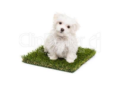 Cute Maltese Puppy Dog Sitting on Section of Artificial Turf Gra