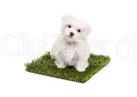 Cute Maltese Puppy Dog Sitting on Section of Artificial Turf Gra