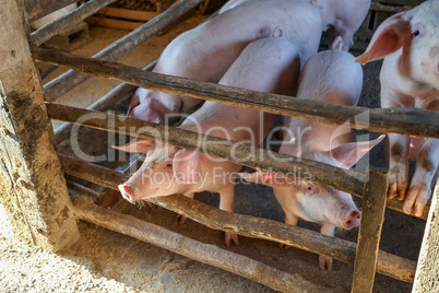 Young piglets in a barn on a peasant farmstead
