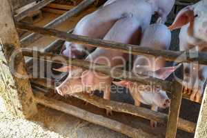 Young piglets in a barn on a peasant farmstead