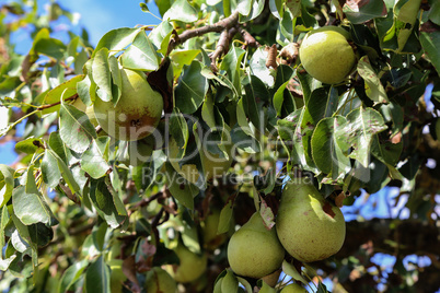 Green wild pears ripen on a tree by the road