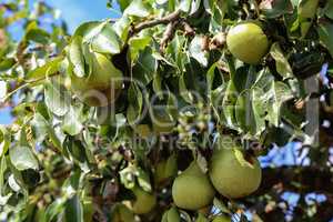 Green wild pears ripen on a tree by the road